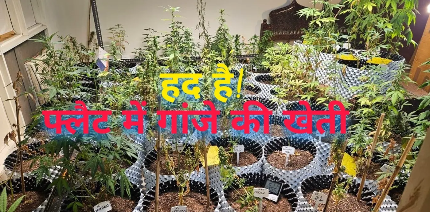 high tech ganja cultivation in a flat in greater noida